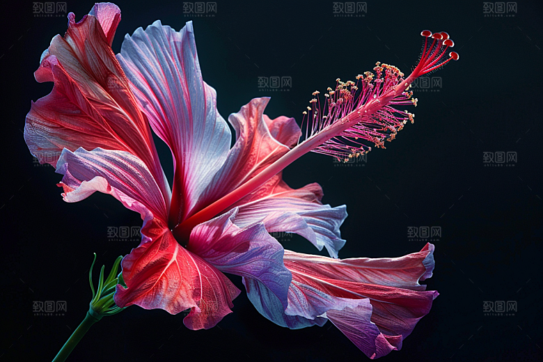 木槿花自然木棉摄影图