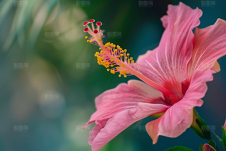 木槿花唯美花朵摄影图
