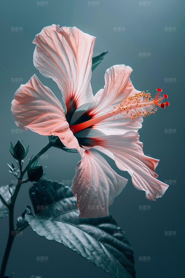木槿花夏天花朵摄影图