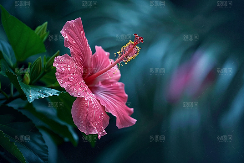 木槿花高清植物摄影图