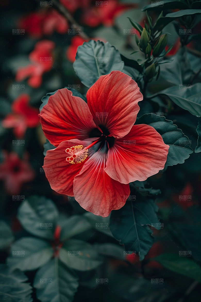 木槿花彩色植物摄影图