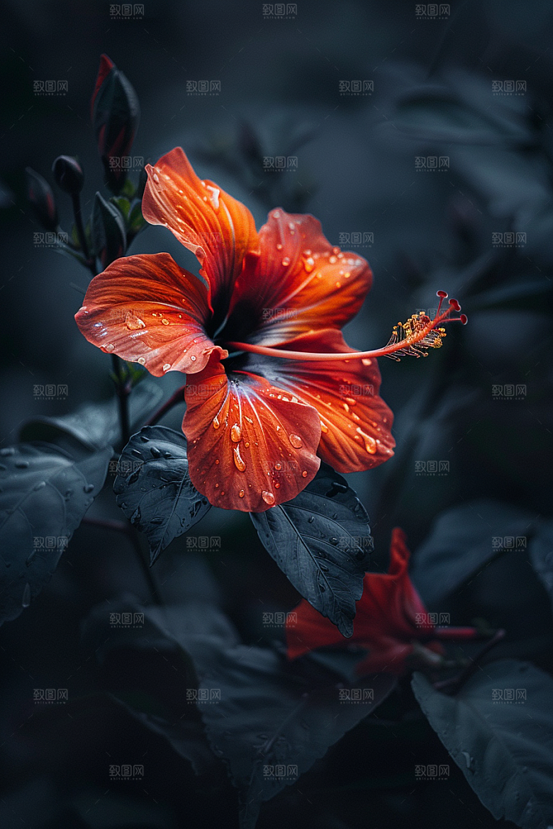 木槿花花卉植物摄影图