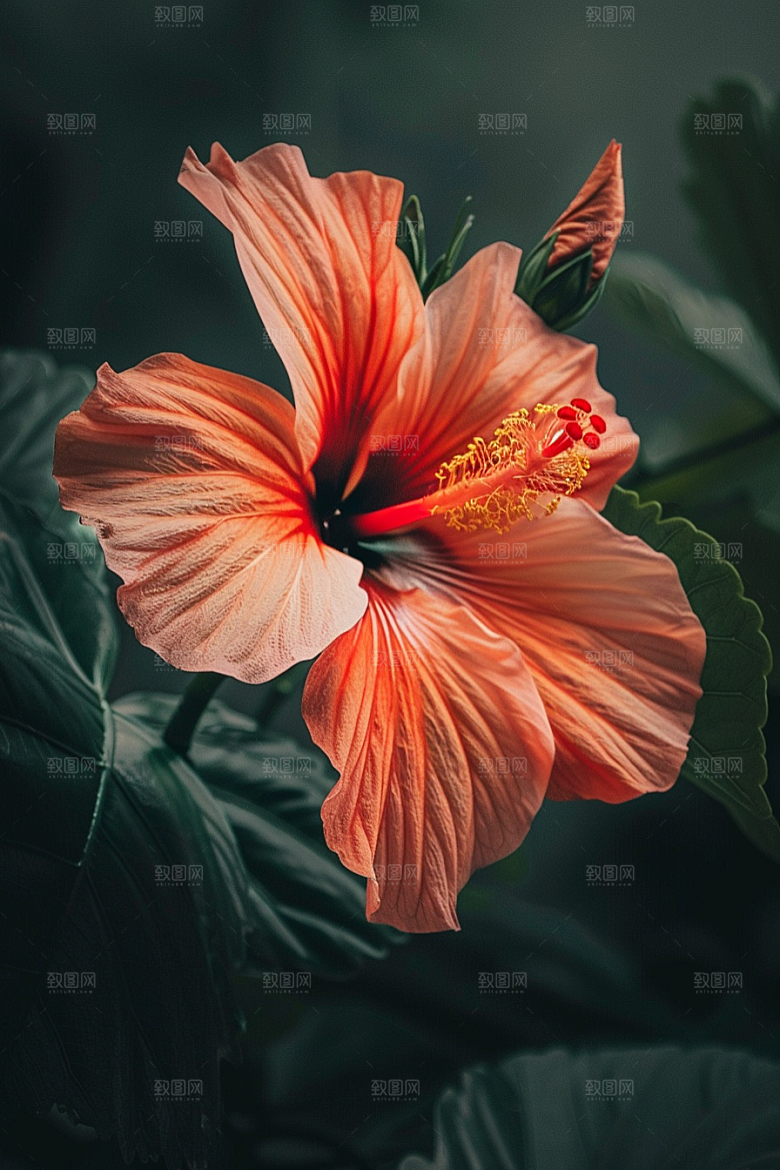 木槿花植物自然摄影图