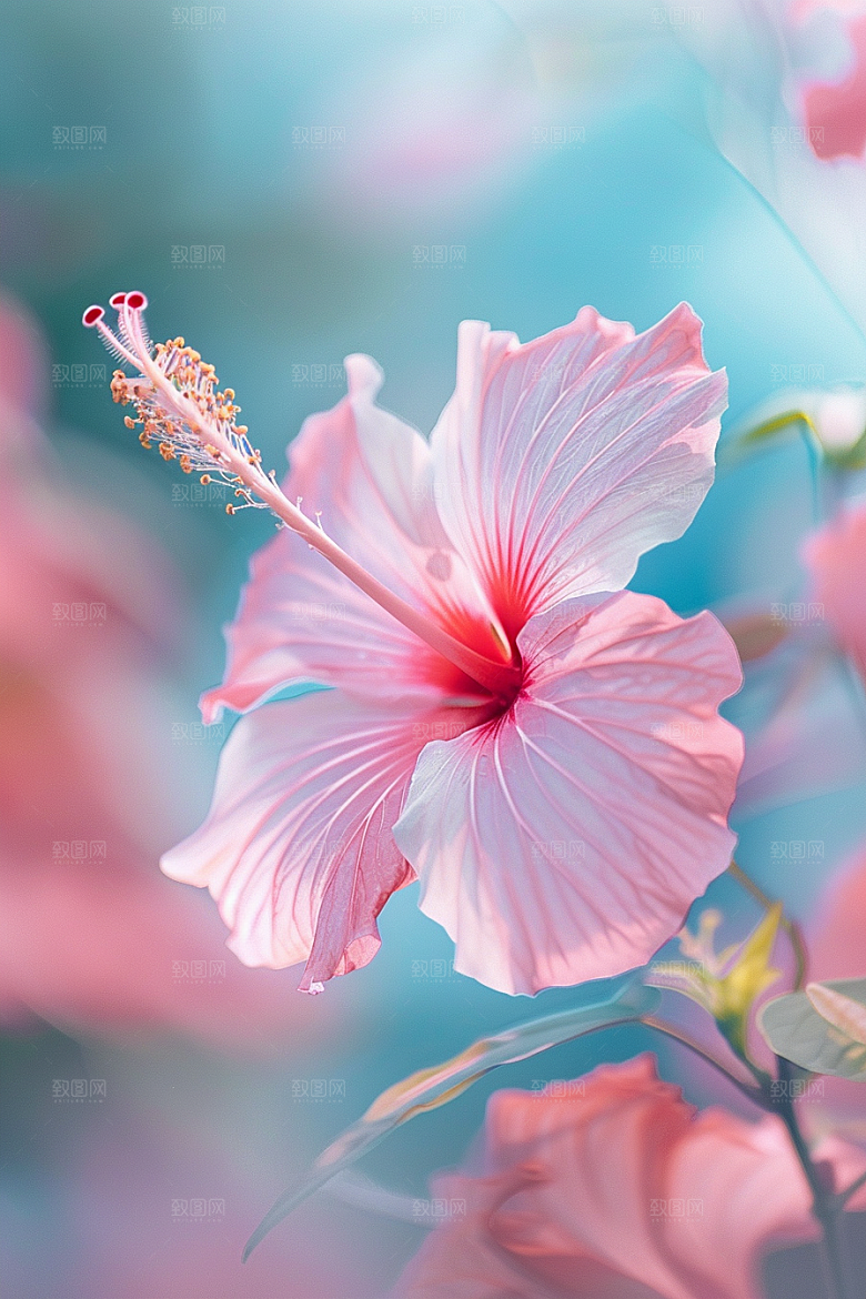 木槿花夏天花朵摄影图