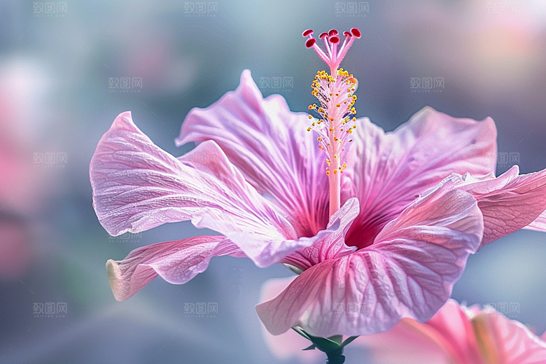 木槿花夏天植物摄影图