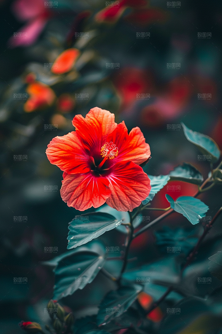 木槿花自然夏季摄影图