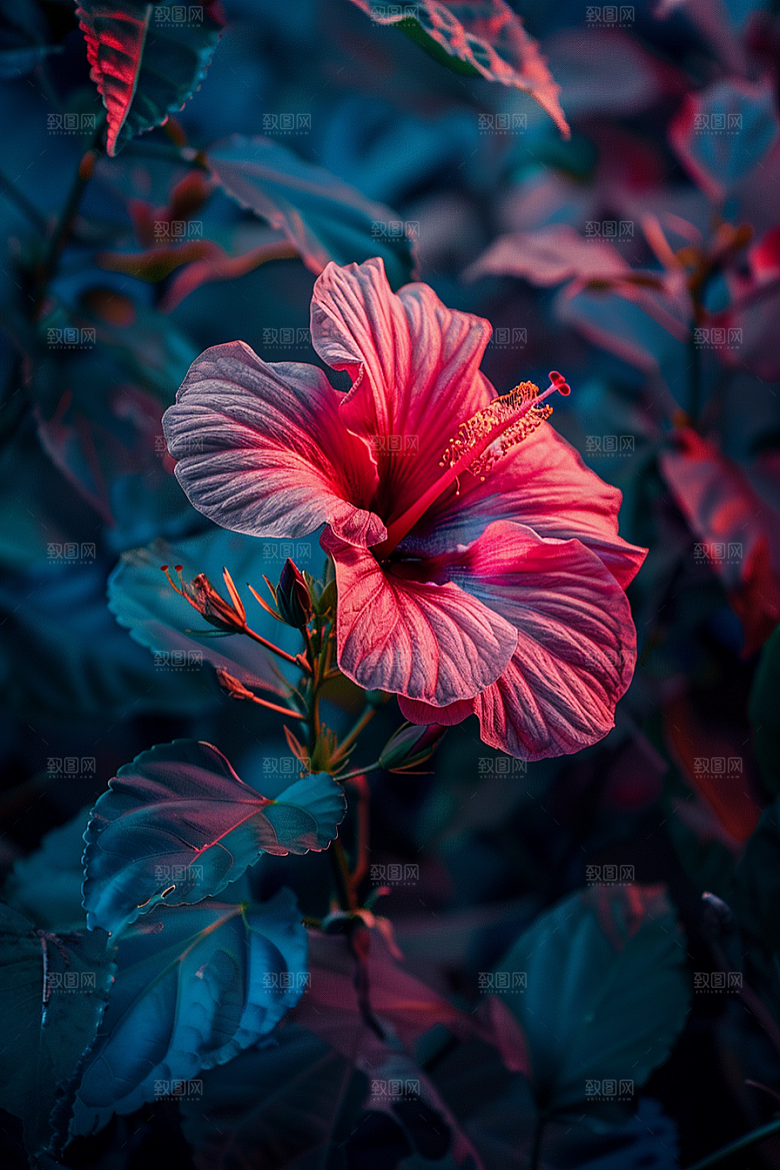 木槿花唯美夏季摄影图