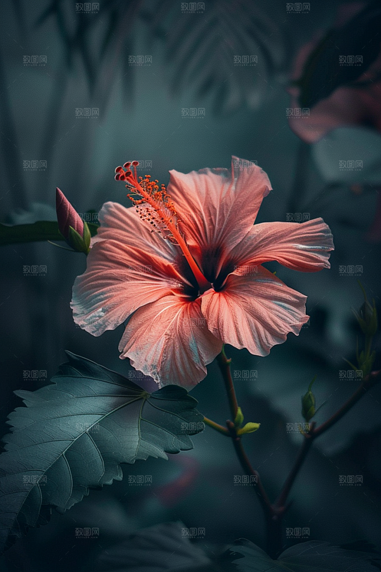 木槿花自然夏天摄影图