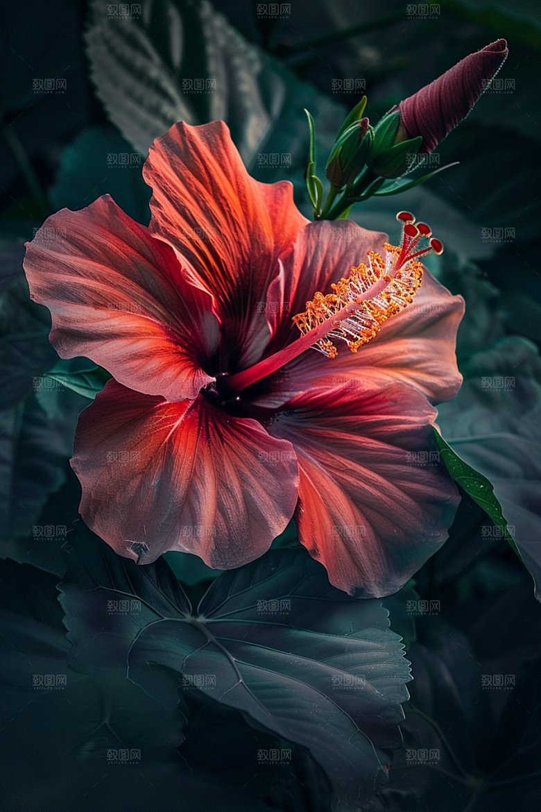 木槿花自然夏天摄影图