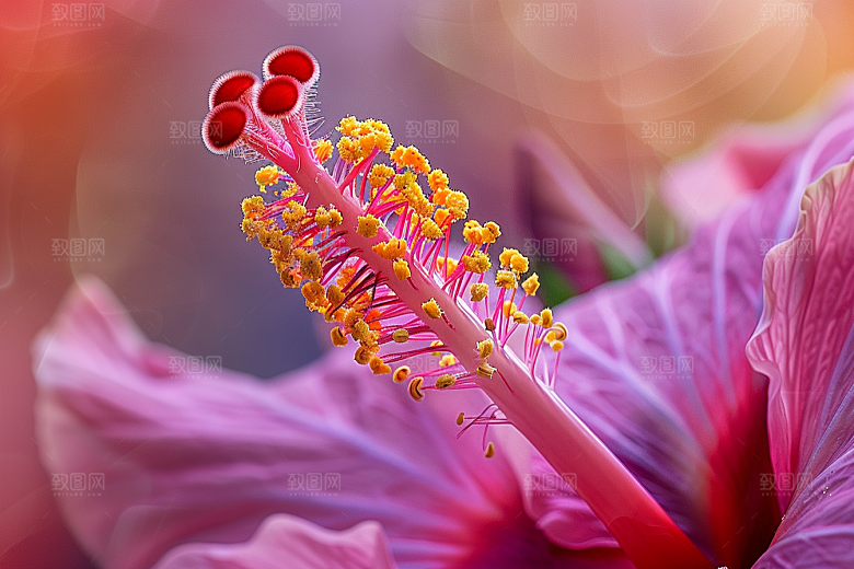 木槿花唯美夏季摄影图