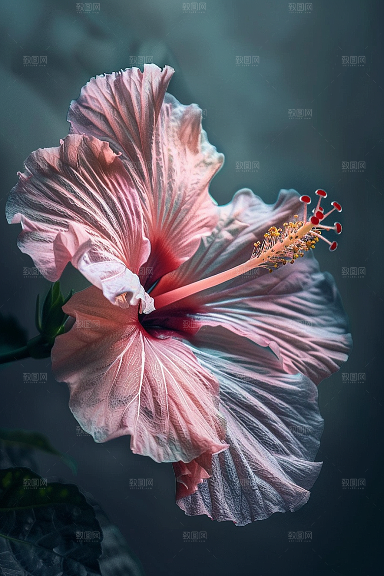 木槿花木棉彩色摄影图