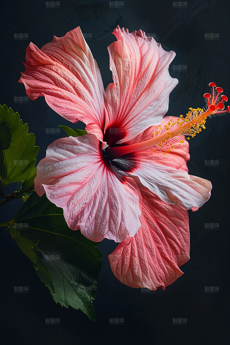 木槿花植物唯美摄影图