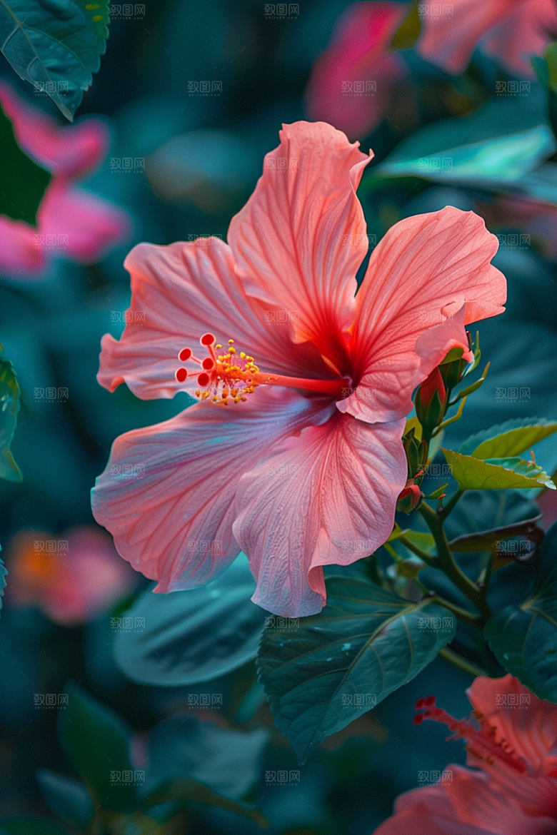 木槿花花朵清新摄影图
