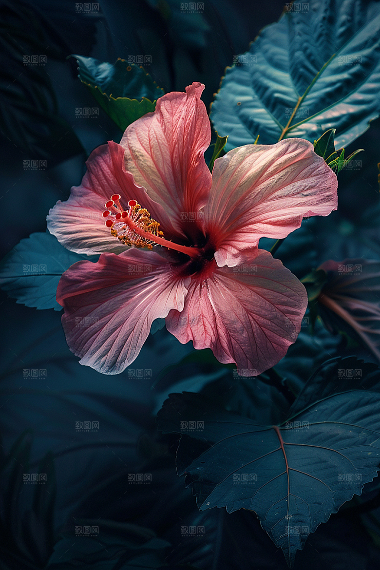 木槿花夏天木棉摄影图