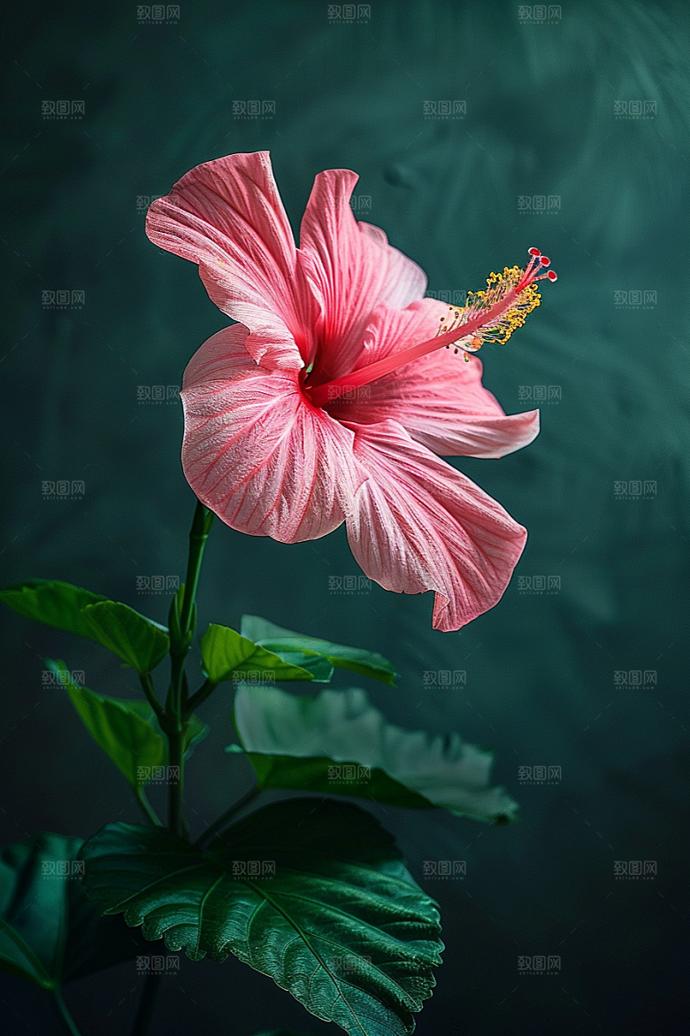木槿花木棉清新摄影图