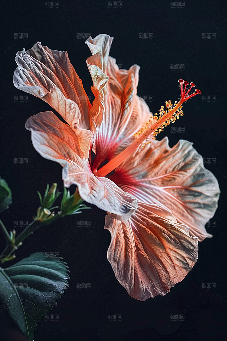 木槿花植物自然摄影图