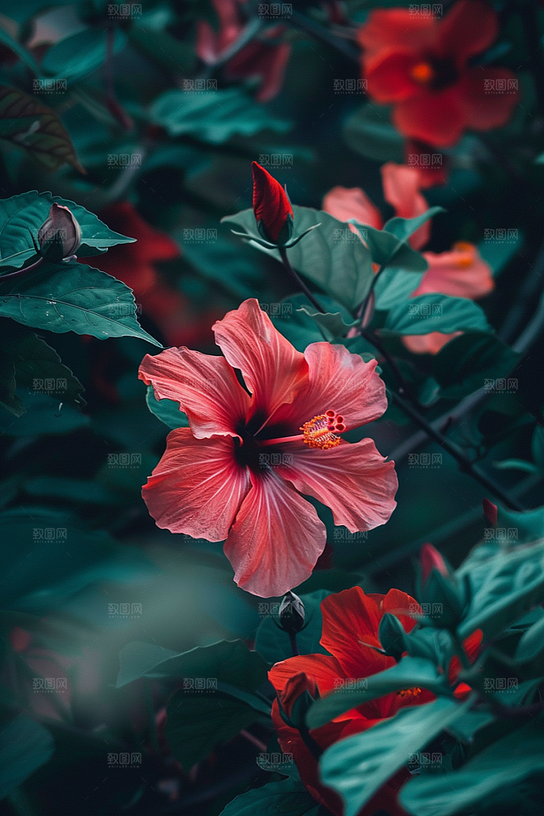 木槿花高清自然摄影图