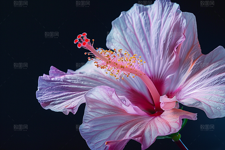 木槿花夏季夏天摄影图