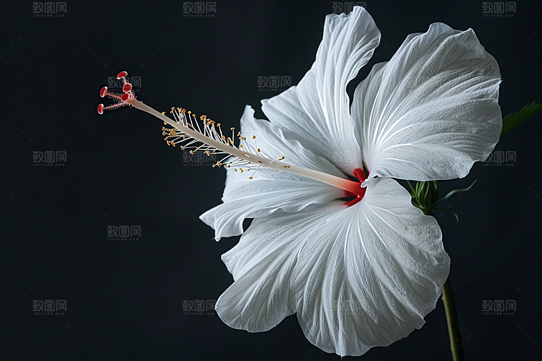 木槿花清新夏季摄影图