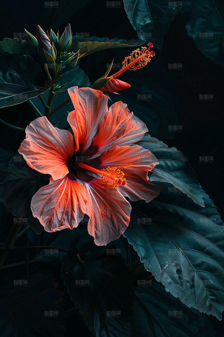 木槿花彩色植物摄影图