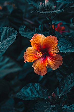 木槿花高清花卉摄影图