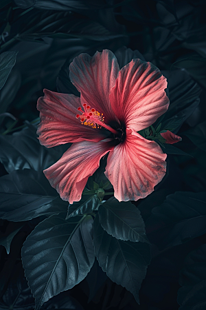 木槿花夏季高清摄影图