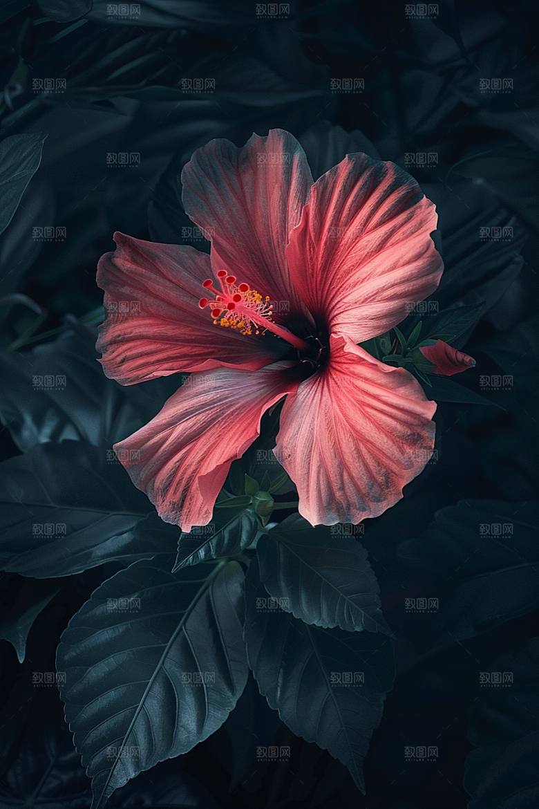 木槿花夏季高清摄影图