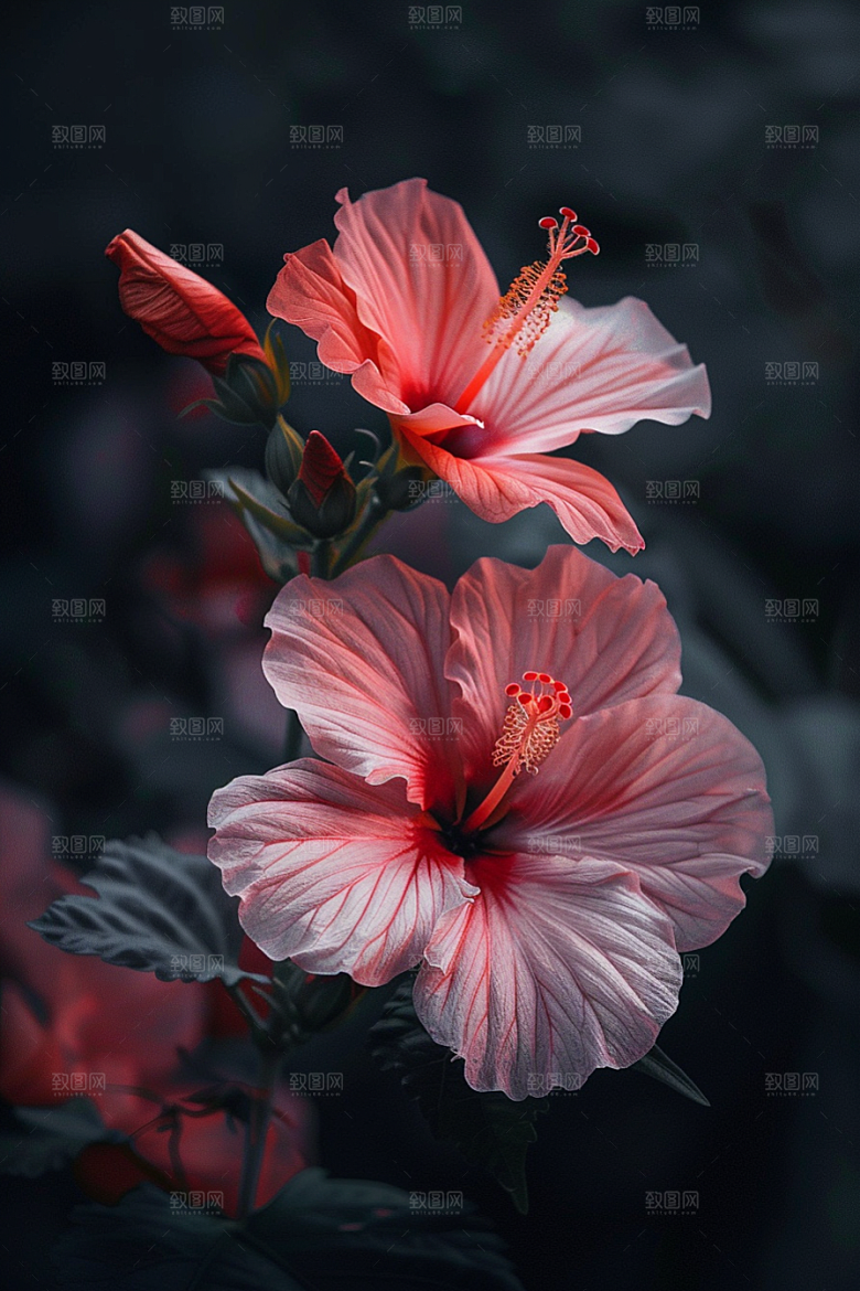 木槿花自然夏天摄影图