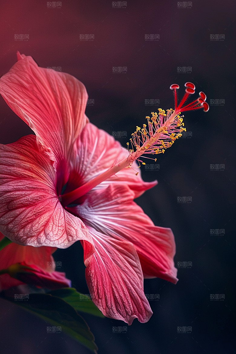 木槿花花朵花卉摄影图