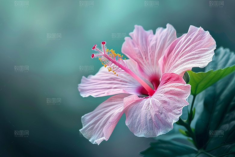 木槿花清新彩色摄影图