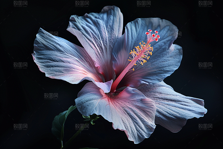 木槿花高清清新摄影图