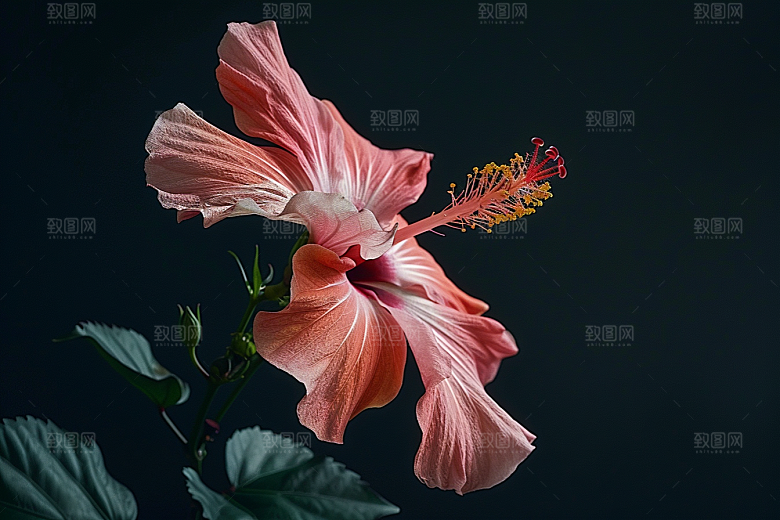 木槿花木棉花朵摄影图