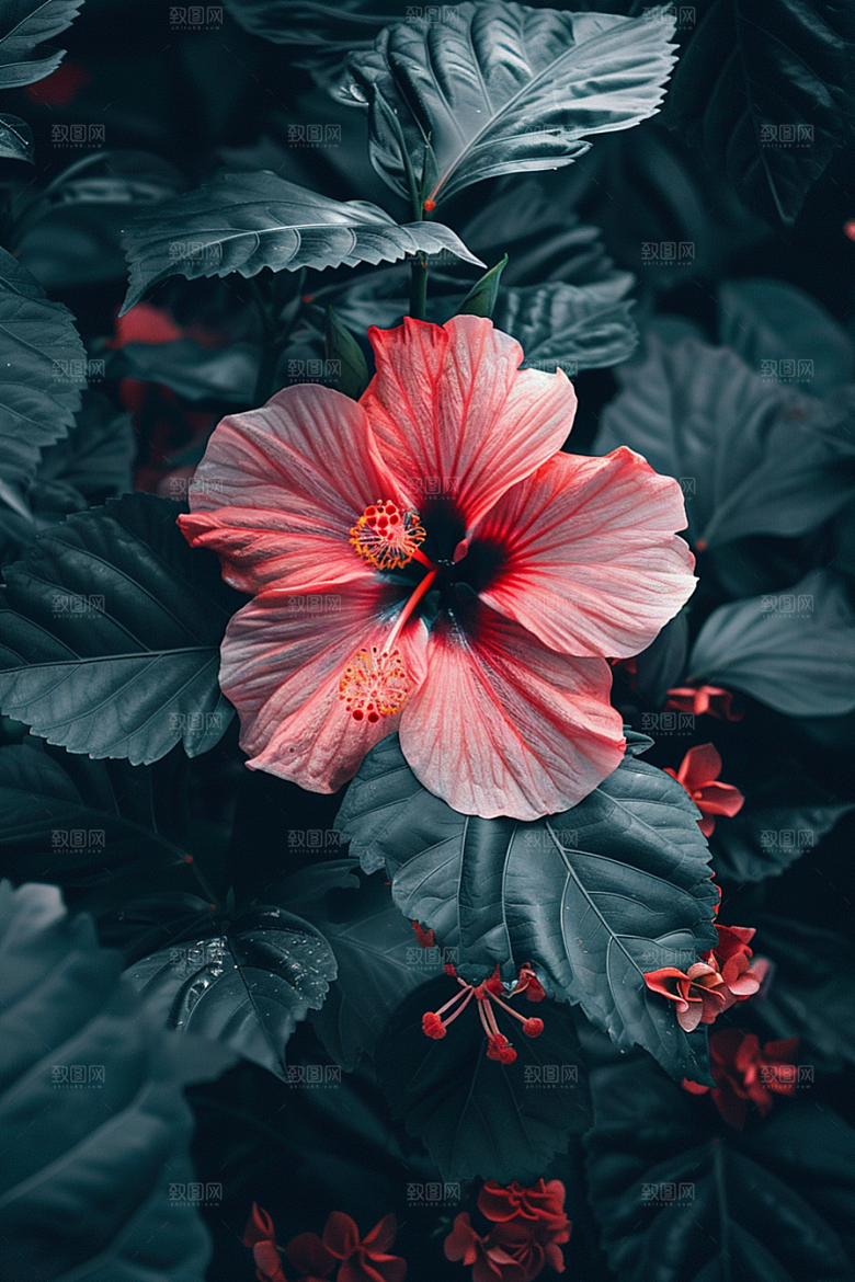 木槿花木棉花卉摄影图