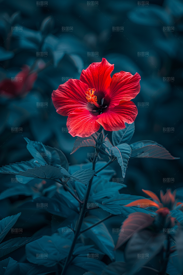 木槿花花朵夏天摄影图