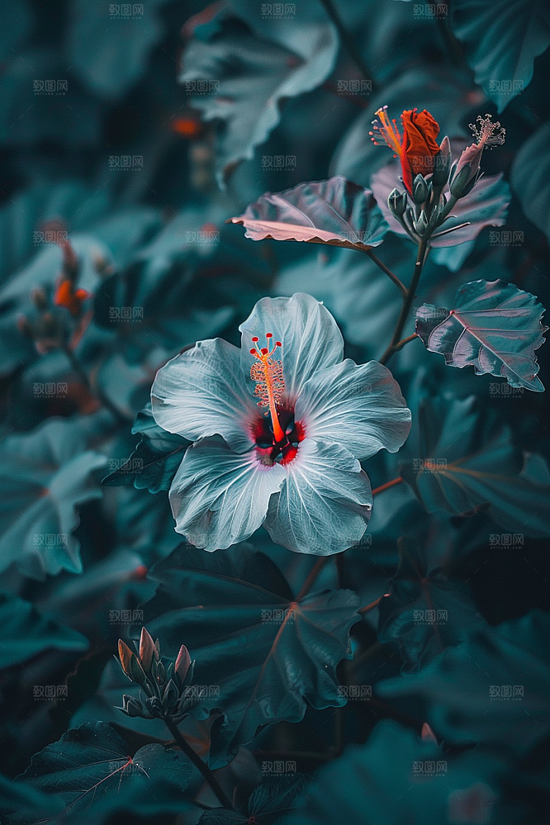 木槿花花朵木棉摄影图