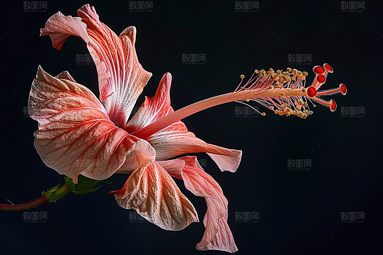木槿花夏季花卉摄影图