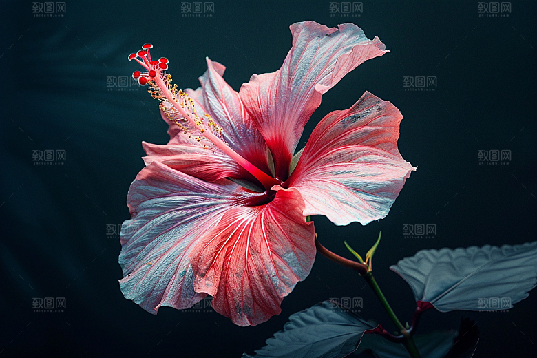 木槿花木棉彩色摄影图