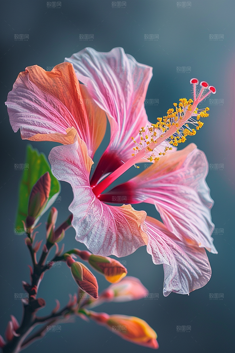 木槿花高清植物摄影图