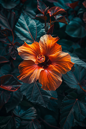 木槿花花卉高清摄影图