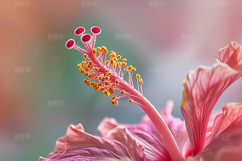 木槿花夏天植物摄影图