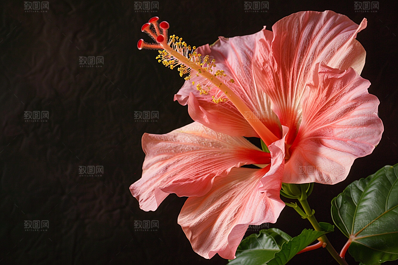 木槿花花朵彩色摄影图