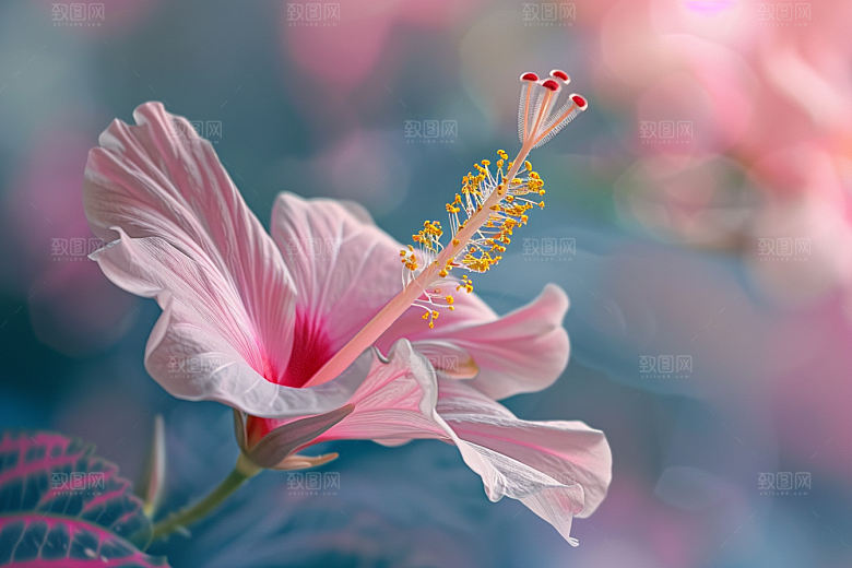 木槿花唯美花朵摄影图
