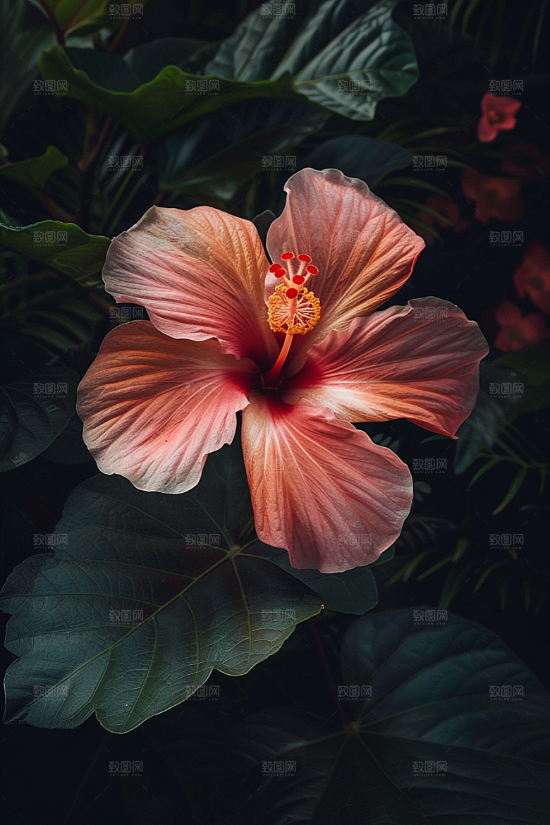 木槿花夏季自然摄影图
