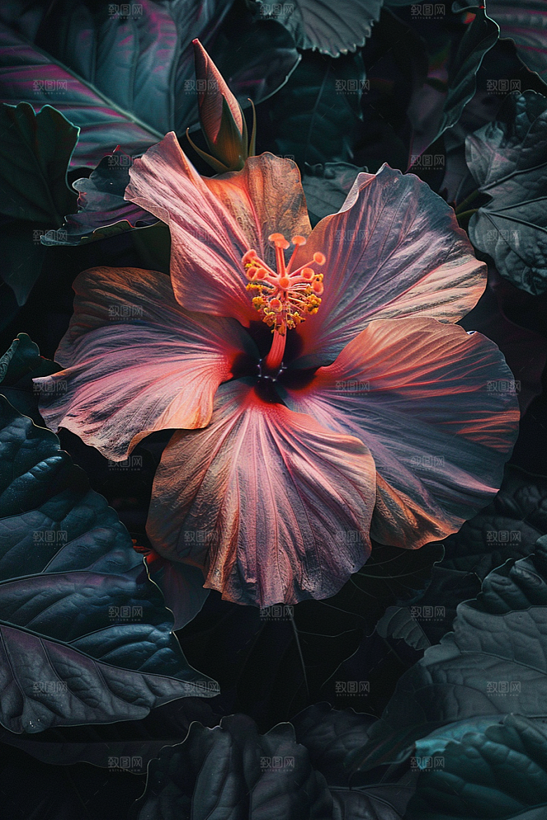木槿花花朵唯美摄影图