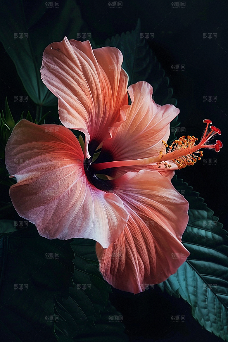 木槿花唯美彩色摄影图