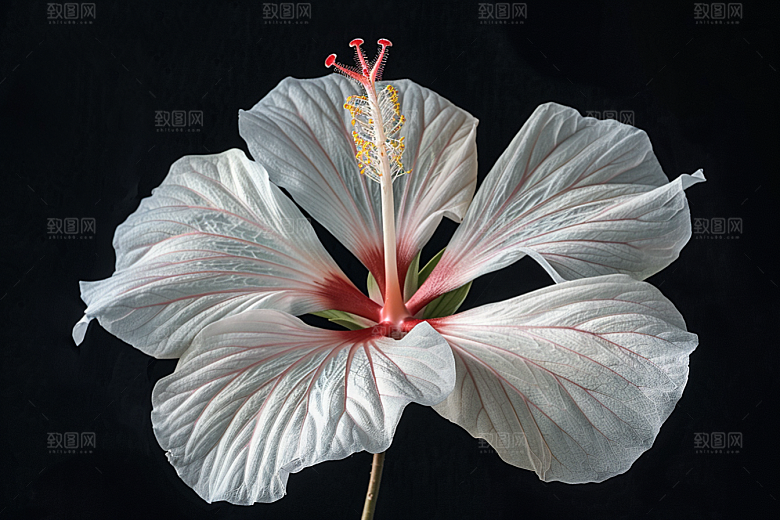 木槿花花卉花朵摄影图