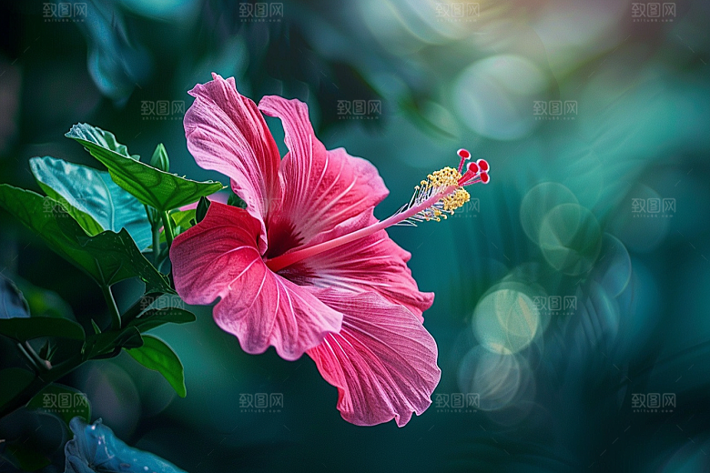 木槿花清新自然摄影图