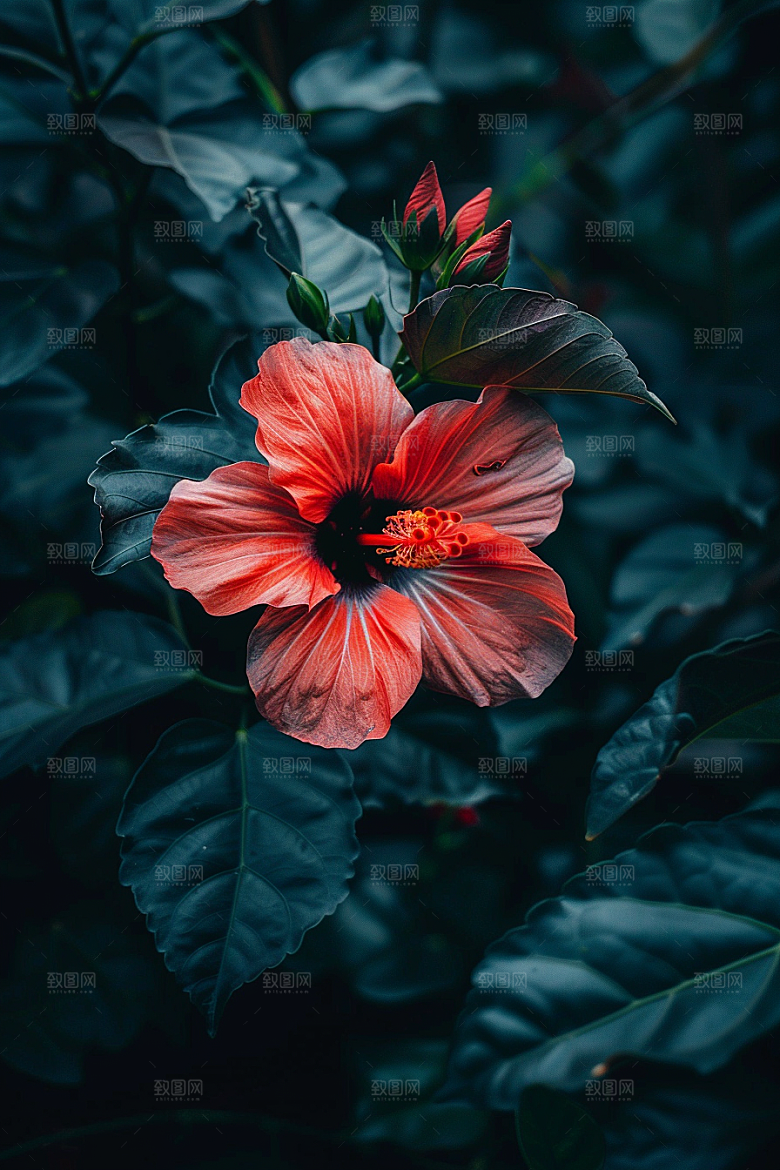 木槿花高清彩色摄影图