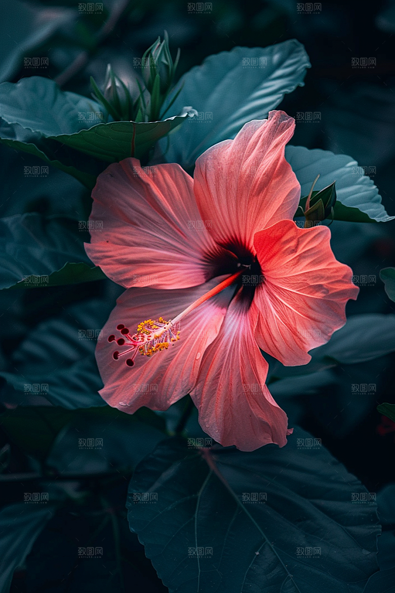 木槿花夏天唯美摄影图