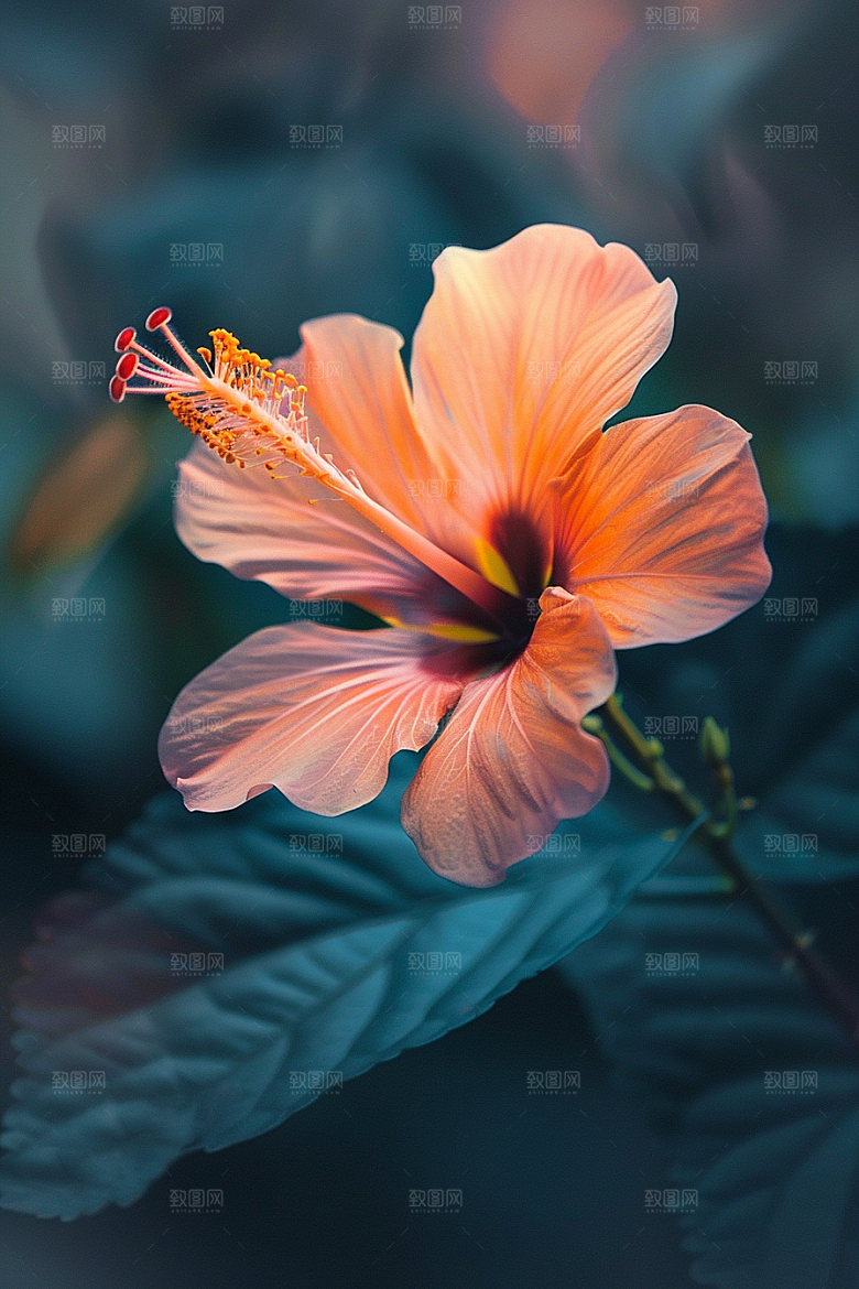 木槿花夏天高清摄影图